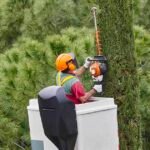 Tree Services Canberra