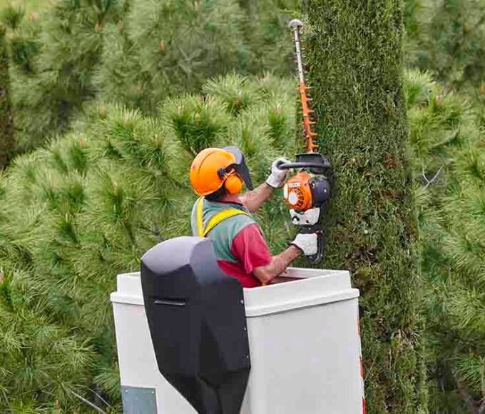 Tree Services Canberra